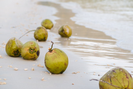 Fresh coconuts lie on the beach, and gentle waves splash on the shore under the warm sun, creating a calm marine atmosphere in a tropical paradiseの写真素材