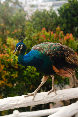 A peacock gracefully steps along a white railing at a tropical garden. The surrounding scenery includes a tranquil pond and colorful flowers beneath a bright, sunny sky.の写真素材