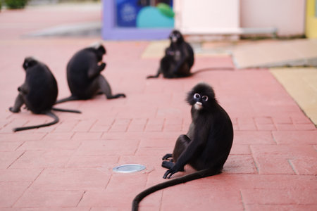 Five monkeys interact on a sidewalk near colorful buildings during a sunny afternoon, displaying playful behavior and curiosity towards each otherの写真素材
