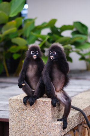 Two playful monkeys sitting on a stone wall near lush green plants, enjoying a sunny day and engaging in fun behavior, showcasing their lively nature and playful interactionsの写真素材
