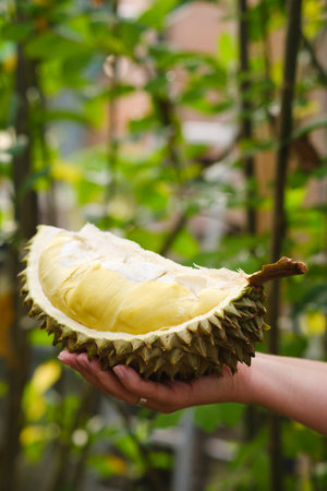 Fresh durian fruit displayed in hand amid vibrant green foliage in a tropical garden during daylight hoursの写真素材