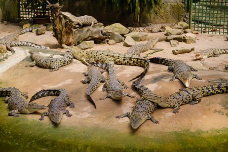 Crocodiles sunbathing in a natural habitat during midday hours with a mix of adults and young ones basking on the rocksの写真素材