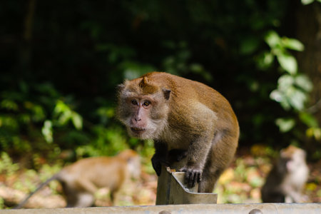 A monkey is moving along a metal railing in a forested area, surrounded by vibrant greenery. Other...