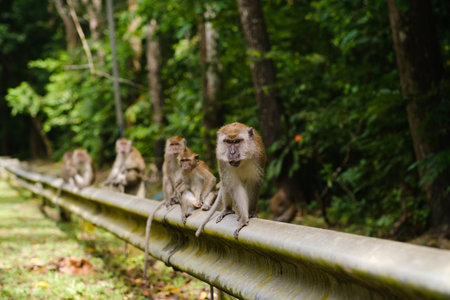 Monkeys walk along the fence in the dense forest, showing their playful and curious nature in their natural habitat.の写真素材