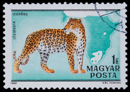 HUNGARY - CIRCA 1981: The postal stamp printed in HUNGARY shows Leopard, series wild animals, circa 1981のeditorial素材
