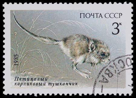 USSR - CIRCA 1985: A Stamp printed in USSR shows image of a pygmy jerboa from the series "Endangered Wildlife", circa 1985のeditorial素材