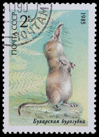 USSR - CIRCA 1985: A Stamp printed in USSR shows image of a Bukhara shrew from the series "Endangered Wildlife", circa 1985のeditorial素材
