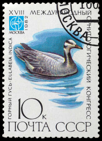 USSR - CIRCA 1982: stamp printed by USSR, shows bird bar-headed goose, devoted 18th Ornithological Cong., Moscow circa 1982のeditorial素材