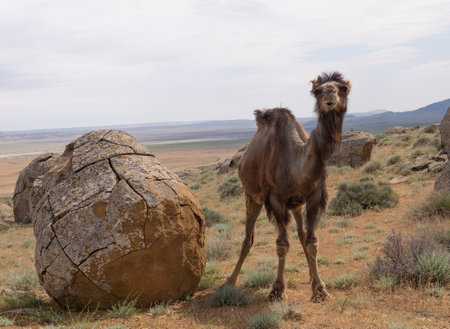 Camel in the valley of Torysh balls in Aktau, western Kazakhstan. Concretions on the Ustyurt plateau in Aktau region.の写真素材