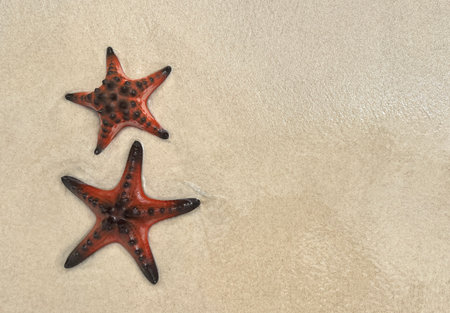 Two starfish lie on the white sand of Star Beach in Phu Quoc. Calm composition with space for text is an ideal background for a tourist advertisement or a postcard.の写真素材