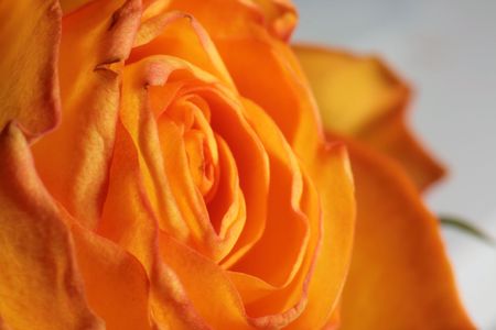 Rose の写真素材