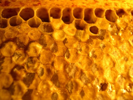 goldish honeycombs with the sweet tasty honey