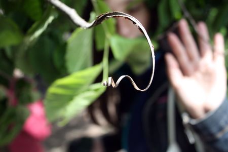 loop of bark on the background of a girlの写真素材