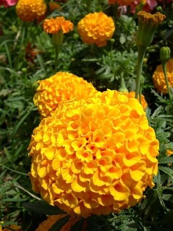 a bright orange flowers in the sunの写真素材