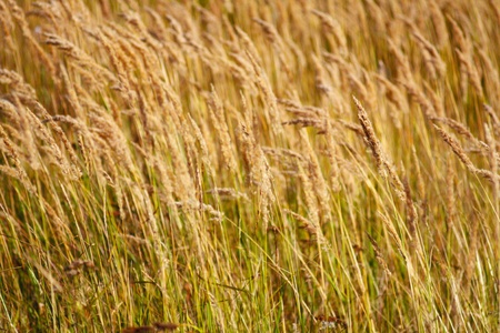 a golden ears bent on the windの写真素材