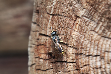 a fly with color like a beeの写真素材