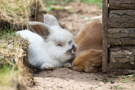 White and red rabbits love each otherの写真素材