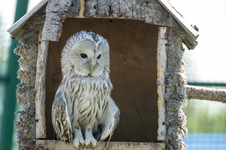 White owl sits in house at the farmの写真素材