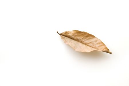 Leavesの写真素材