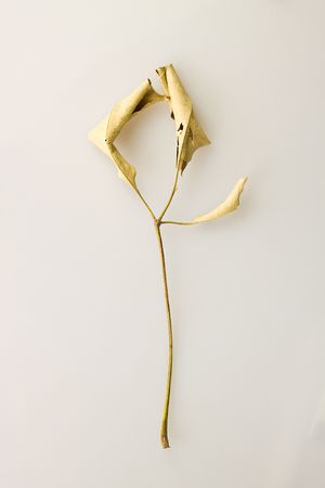 Leavesの写真素材