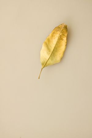 Leavesの写真素材