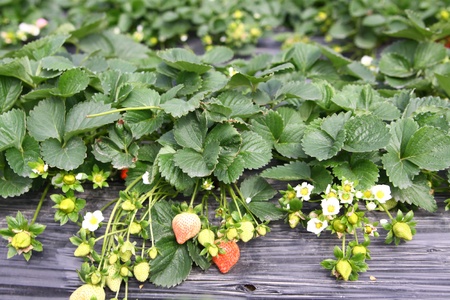  Upcoming ripe strawberryの写真素材