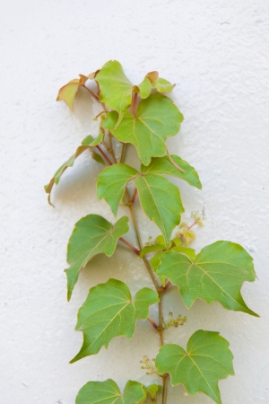 Cane on the wallの写真素材