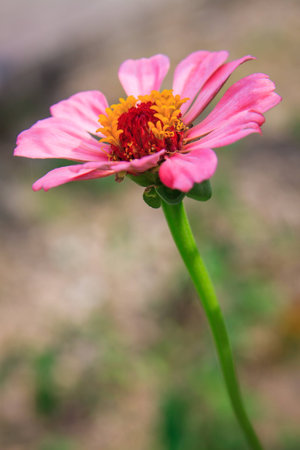 Closeup of red flowerの写真素材