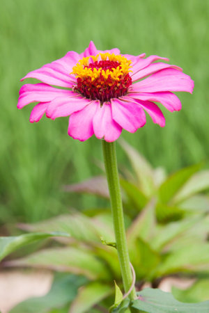 Closeup of red flowerの写真素材