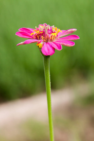 Close up of red flowerの写真素材