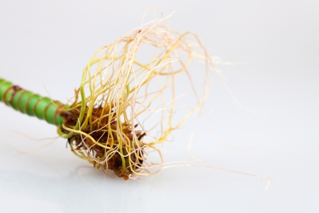 Lucky Bamboo rootsの写真素材