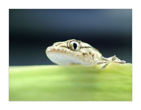 Osguinha...の写真素材