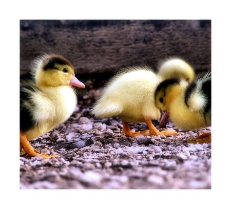 Patinhosの写真素材