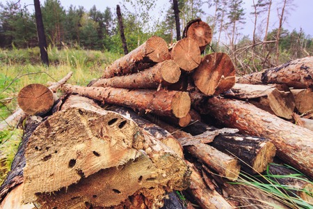 Logs trees after logging, wasteland stump Saw