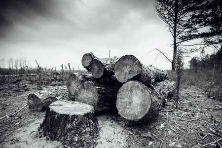 Logs trees after logging, wasteland stump Sawの写真素材