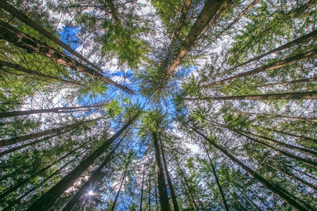 The sky through the branches of trees forest
