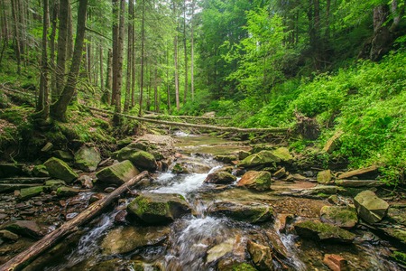 Creek in the forest in the summer on a background of green natureの写真素材