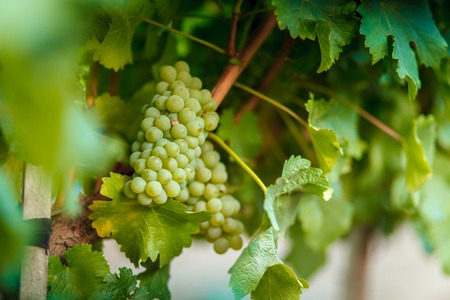 Vineyard bunch of grapes on a green vineの写真素材