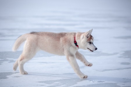 Husky puppy on the snow winterの写真素材