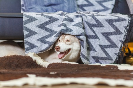 Lazy Siberian Husky in living room, dog smiling, fluffy dogの写真素材