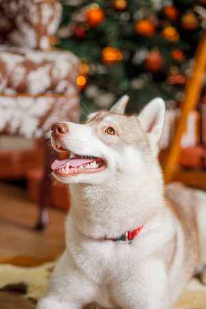 beautiful dog husky near the Christmas tree dogの写真素材