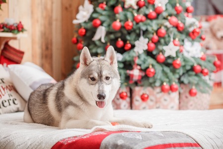 Dog breed siberian husky, portrait dog on a studio color background, Christmas and New Year. Dog lying on sofa near fireplaceの写真素材