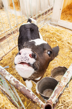 A little cow puts head across the fenceの写真素材