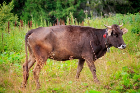 cow grazing on meadow in mountains Cow in pasture