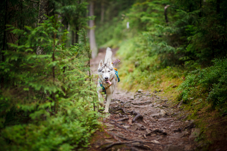 Homeless dog in the woods tied to a tree. It was left to the owner. Good dog, it can be seen in her eyes.の写真素材