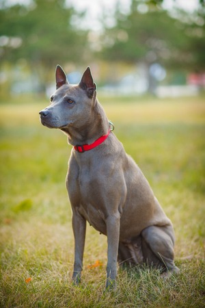 Thai ridgeback dog outdoors sit on grassの写真素材