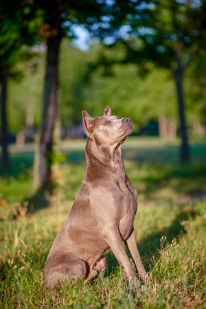 Thai Ridgeback sitting on the grass in the parkの写真素材