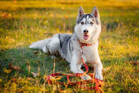 The dog lies proudly on the path. Siberian husky resting in the park. Portrait of a gray dog.の写真素材