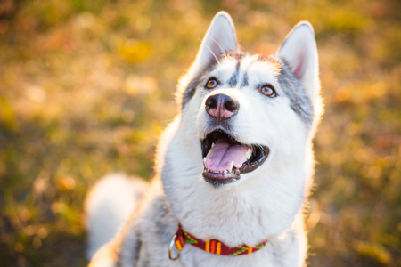 Siberian Husky lying in the yellow leaves. portrait of happy dogの写真素材