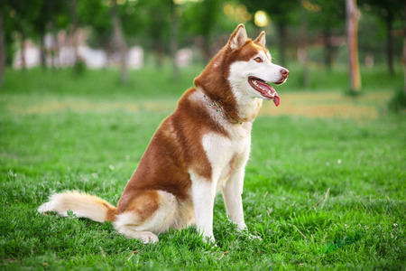 red Siberian Husky on a field walk dogの写真素材